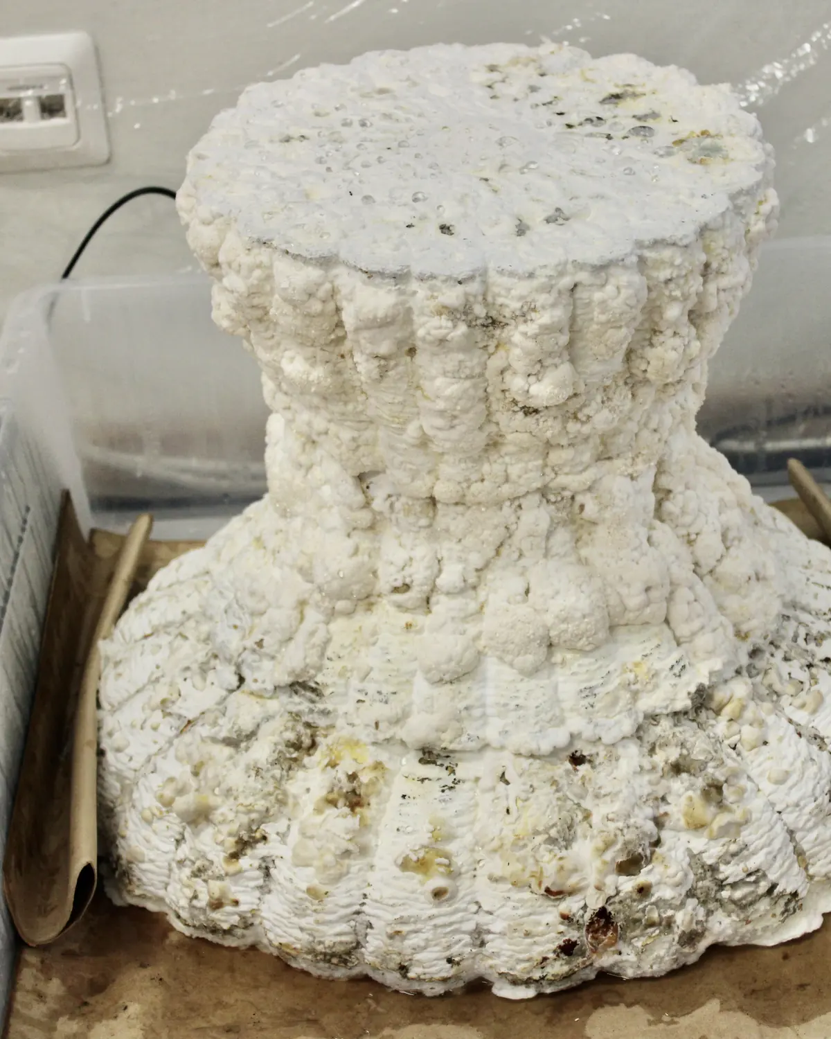 White demonstrator assembled from segments, in the lab
