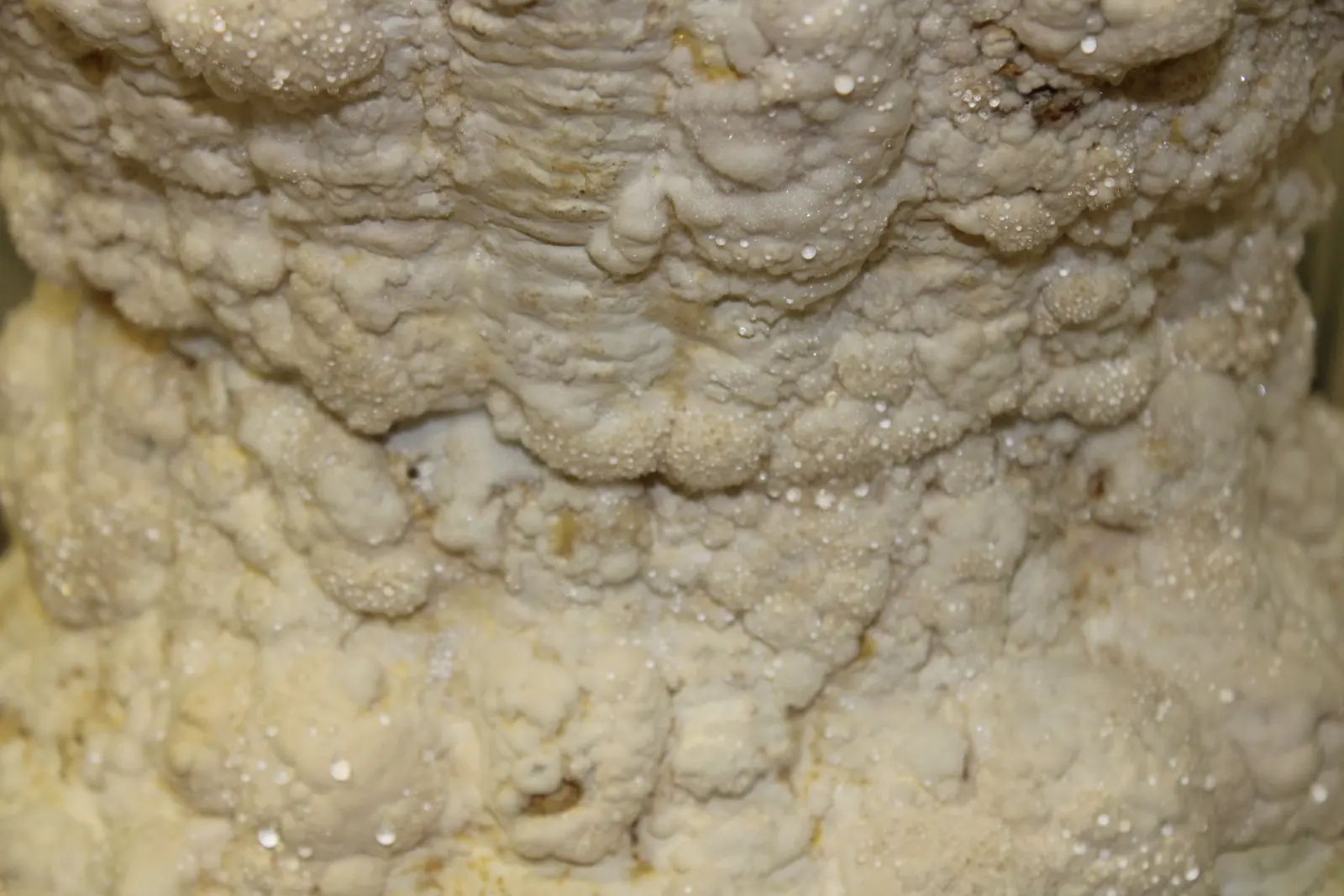 Macro photograph of the mycelium surface