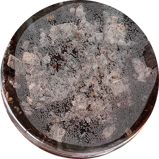 A petri dish with clumps of substrate under a white film of mycelium