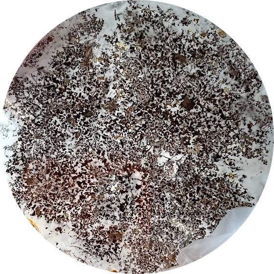A petri dish of speckled dark substrate grown over in white