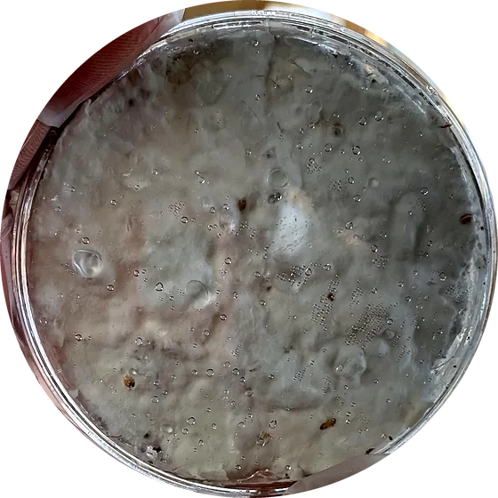 A petri dish covered in a smooth grey mycelium