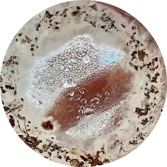 A petri dish with a ring of substrate and condensation in the middle