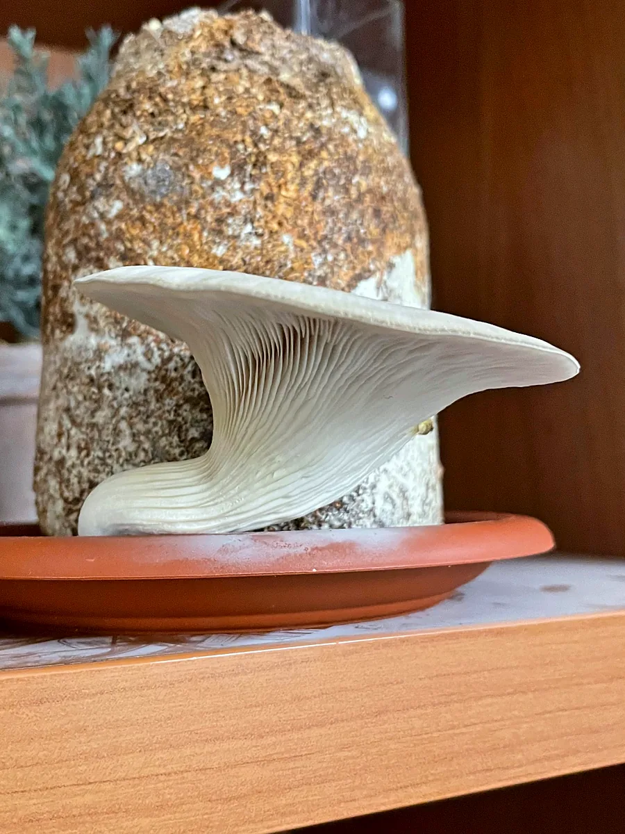 A block of substrate on a plant saucer with a large white oyster mushroom cap growing from its side