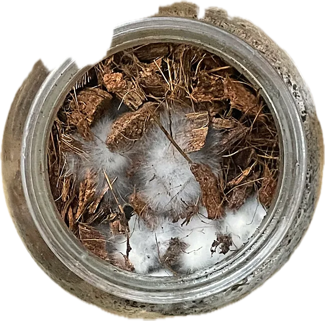 A jar of coarse chips seen from above, white mycelium between them
