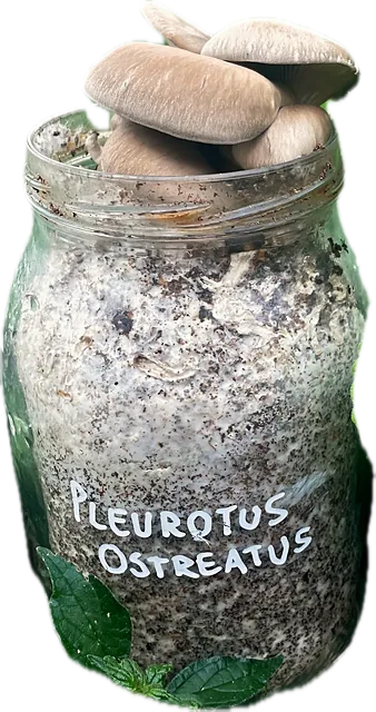 A jar labelled Pleurotus ostreatus with grey oyster mushrooms growing from the top