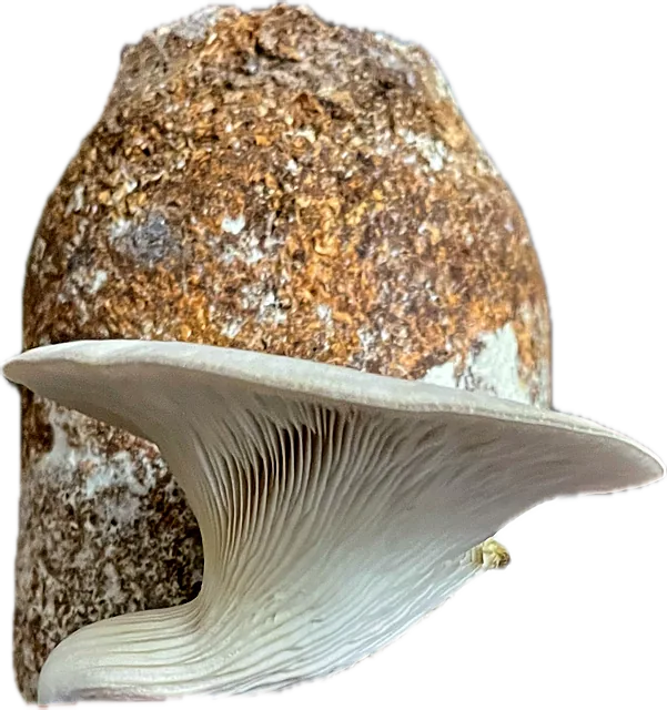 A block with a large white oyster mushroom cap