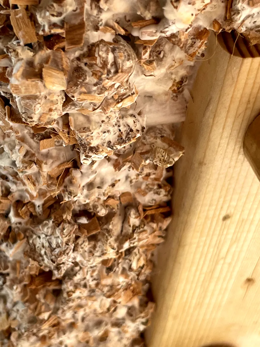 Close-up of a wooden leg entering the grown seat, wood chips bound by white mycelium around it