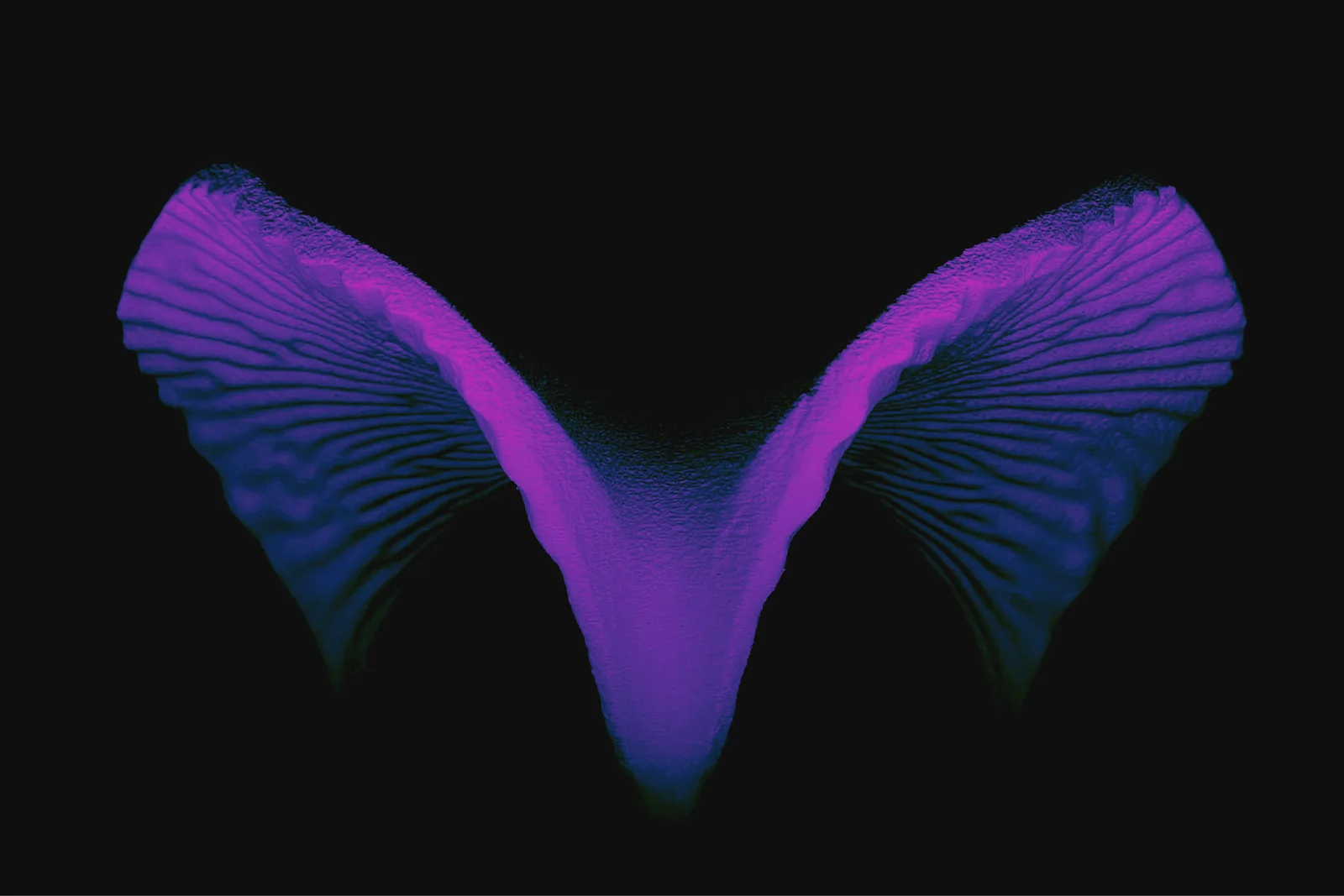 Render of a ribbed V-shaped shell in violet on black