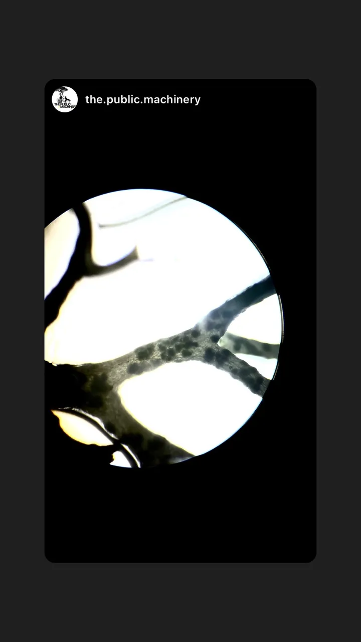 Story by the.public.machinery: branching threads seen through the microscope