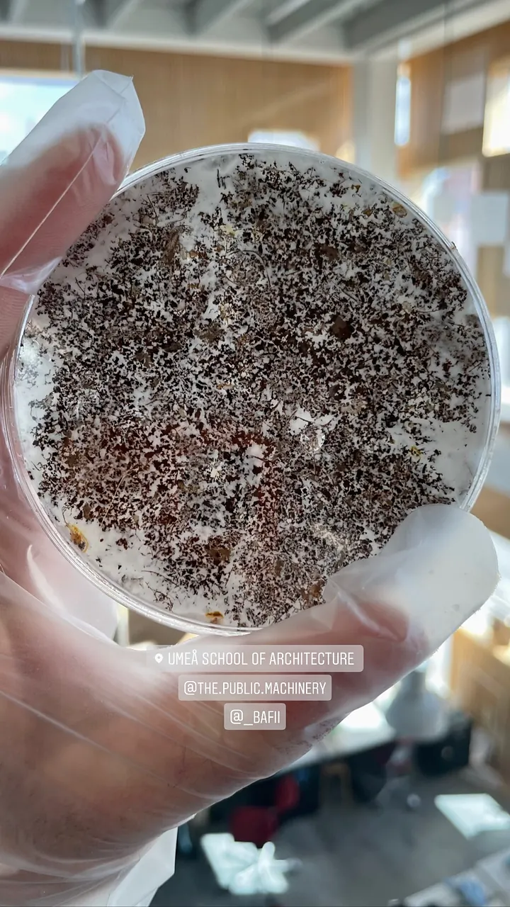Story: a gloved hand holding a petri dish of woodchips and mycelium